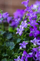 Flowers of the house plant Campanula close-up