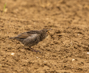 small nestlings starlings on their first trip to the field