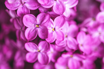 Beautiful bright purple blooming lilac background. Spring flowers macrophotography. Closeup, copy space.