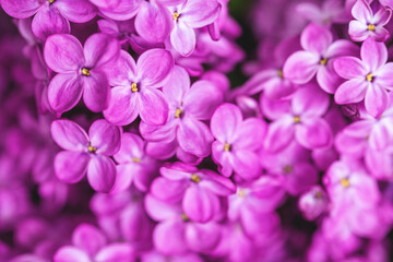 Beautiful spring flowers background. Bright pink lilac postcard with copy space. Selective focus, macro. Blooming lilac wallpaper.