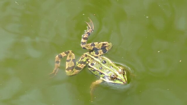 Frog swimming in pond close up