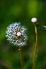 Dandelion plant on grass background