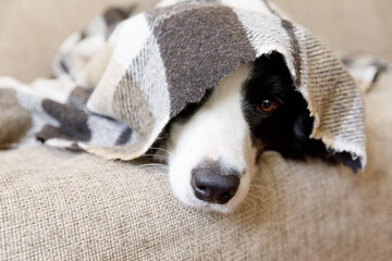 Funny portrait puppy dog border collie lying on couch under plaid indoors. Dog nose sticks out from under plaid close up. Pet keeps warm under blanket in cold winter weather. Pet care animal life.