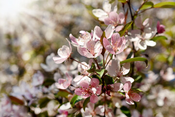 fruit tree branch with spring blossoms