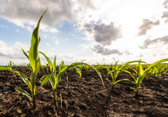 Open corn field at sunset.