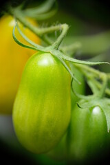 Close-up of tomatoes growing in the home garden.