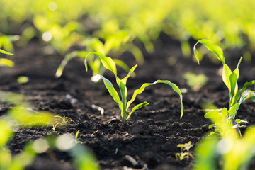 Open corn field at sunset.