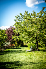 Bench in the garden - time for relax