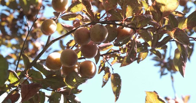 Fruits of damson or Prunus spinosa on the plant.The plant is part of the Rosaceae botanical family and is very rustic. Liguria, Italy.