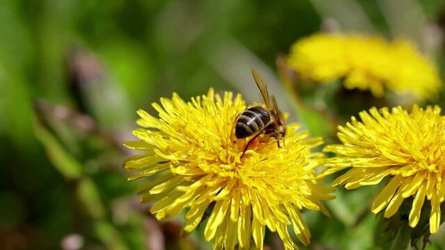 Yellow dandelions with a bee. The honey bee collects nectar from a dandelion flower. Close up of yellow dandelion flowers. Bright dandelion flowers on a background of green spring meadows. Macro.
