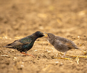 Obraz premium Feeding little nestling starling on her first outing in the field