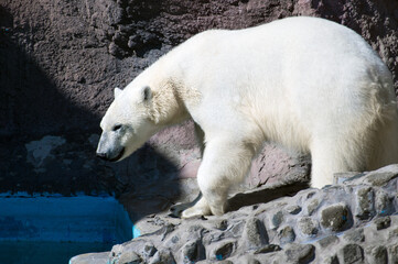 white polar bear walks in the enclosure at the zoo