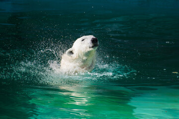 white polar bear shakes off in the water