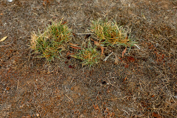 close up of dead grass