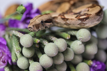 Snake on flowers