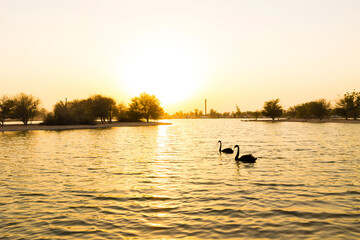 Two Beautiful Black Swans swimming in the water (Cygnus atratus). Al Qudra lake, Dubai, UAE.