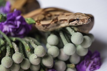 Python on flowers
