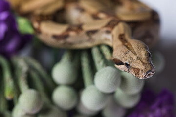 Python on flowers