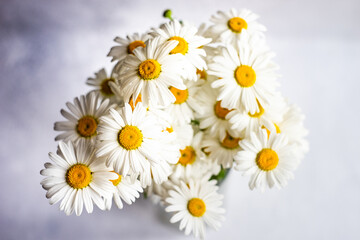White daisy flowers as a summer background