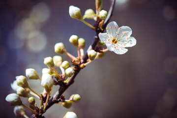 Fototapeta na wymiar Spring blossom against dark background in local woodland