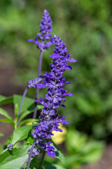 Salvia farinacea mealycup sage beautiful purple blue flowers in bllom, mealy sages flowering plants in the garden