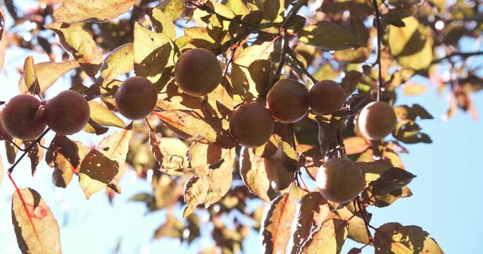 Fruits of damson or Prunus spinosa on the plant.The plant is part of the Rosaceae botanical family and is very rustic. Liguria, Italy.