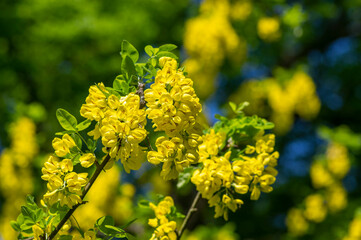 Laburnum anagyroides golden rain chain ornamental shrub branches in bloom, flowering small tree with bright sunny yellow flowers