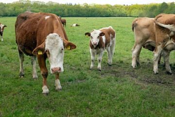 Naklejka na ściany i meble Cows in meadow. Countrylife. Uffelte Drenthe Netherlands. Winkelsteeg. 