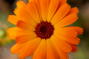 Orange flower