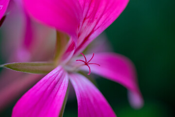 Macropink