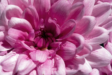 Pink Azalea with rain drops in the sunlight in macro photography