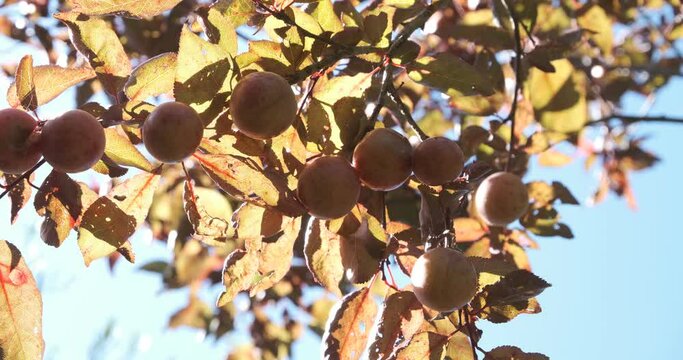 Fruits of damson or Prunus spinosa on the plant.The plant is part of the Rosaceae botanical family and is very rustic. Liguria, Italy.