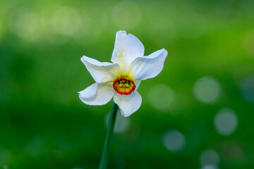Narcissus poeticus poets daffodil flowering wild plant, beutiful white yellow flowers in bloom