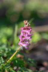 Corydalis cava bulbous hollowroot flowers in bloom, colorful purple violet white flowering springtime plants