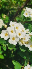 white spring lush flowering shrub
