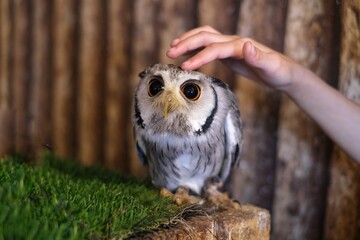 A close up picture of a cute little elf owl with adorable big googly eyes and white and brown features is standing on a box ready to be pet.