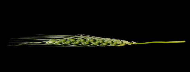 Green young ear of wheat isolated on black background, clipping path