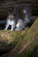 Squirrel on thick branch in English woodland