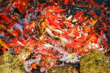 A group of colorful Japanese carp or koi fish on the edge of  pond, swimming tightly together,...