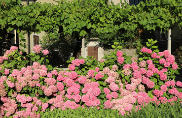 flowerbed with many hydrangea flowers that blossomed in the summer in the villa in the countryside
