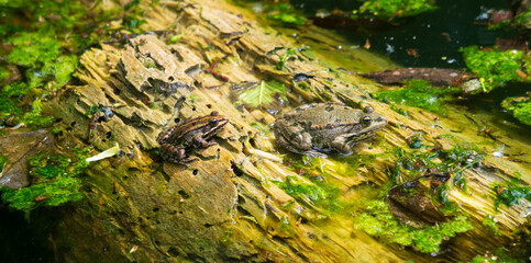 Two frogs resting on a tree log in pond in spring