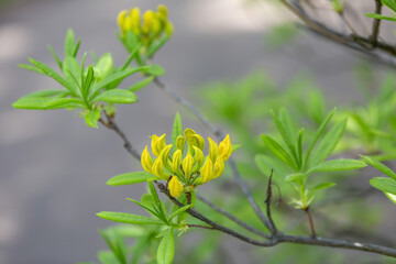 Rhododendron. Shrub of the Ericaceae family. Bright spring bloom in the garden