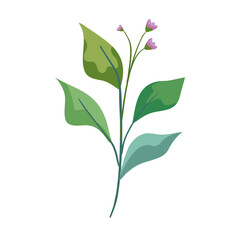 natural plant leaves