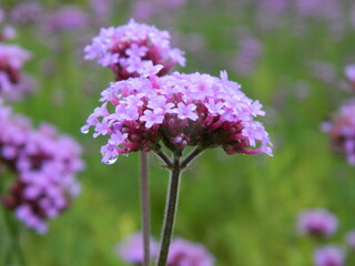 flowers in the garden