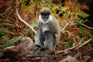 Naklejka na ściany i meble Bale vervet monkey, Chlorocebus djamdjamensis. Close up, very rare, endemic, mountainous monkey in ist natural environment. Harenna rain forest, Bale Mountains, travelling Ethiopia.