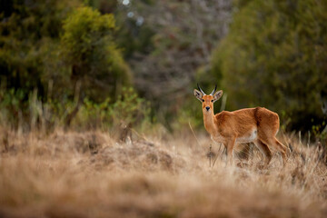 Ethiopia Wildlife: Bohor reedbuck, Redunca redunca, orange-brown mountaneous antelope standing in grass against trees of Bale Mountains NP,  travel and photography in Ethiopia.