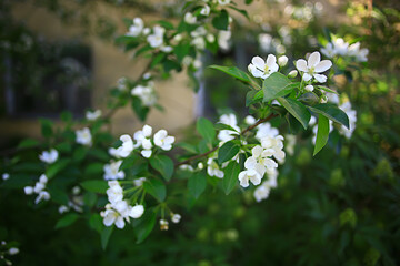 abstract apple tree flowers background, spring blurred background, branches with bloom