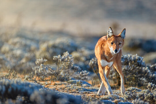 Close up, highly endangered ethiopian wolf, canis simensis, staring to camera, direct view, standing on frozen Sanetti plateau, Bale mountains national park, wildlife of  Ethiopia.