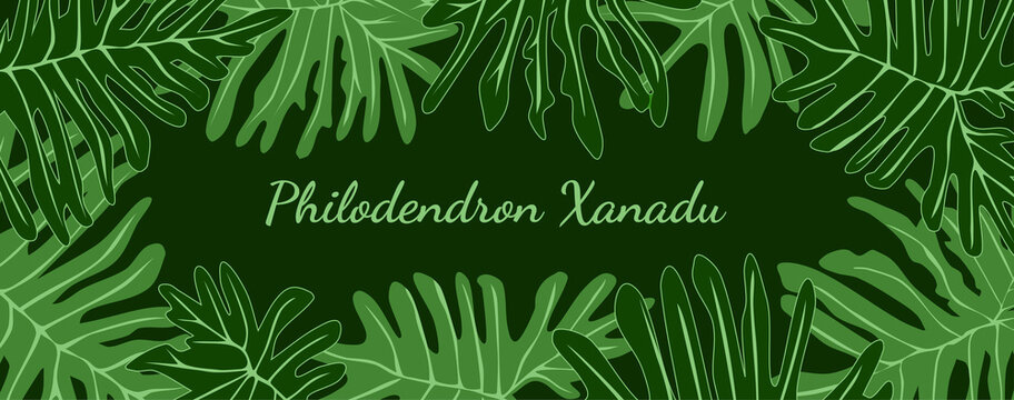 Philodendron xanadu tropical leaves frame with place your text. Green foliage banner background illustration.