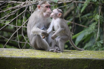 Parenthood of monkey